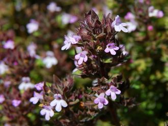 Тимьян лимонный (Thymus hyemalis) - 100% натуральное эфирное масло