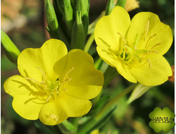 Энотера (Ночная свеча)