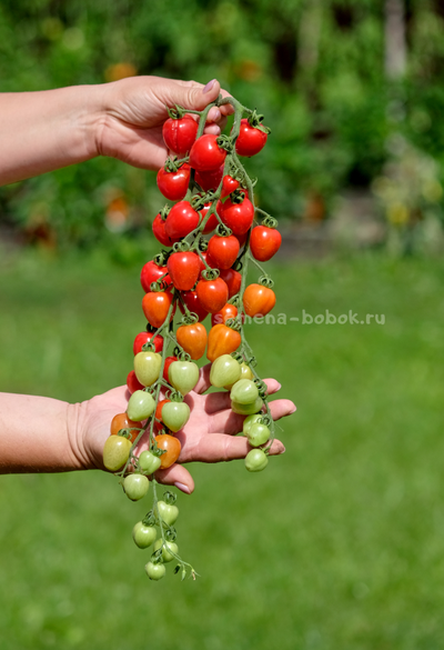 Томат Gardener's Sweetheart (Возлюбленная Садовода), 10 шт.