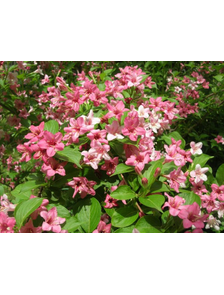 Вейгела гибридная (Weigela Rosea)