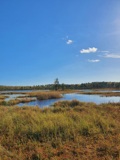 Экскурсия "Загадки Галкинских болот"