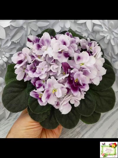 Mac's Southern Springtime (G.McDonald) (лист посажен 29.01.26)