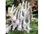 Corydalis solida "Lipstick"