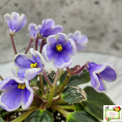 Н-Лесной Родник (Н. Бердникова) 2015 (детка-стартер)