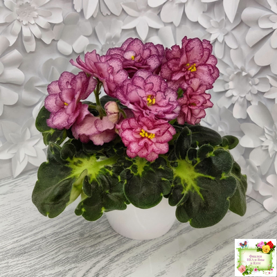 ЛФ-Мраморный Пион (Л. Федосеева)