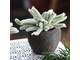 Авония бумагоподобная - Avonia Papyracea, растение с чешуей