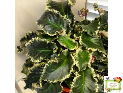 Senk's Try the Decaf (R. Follett/D. Senk) (9872) 01/30/2008 трейлер