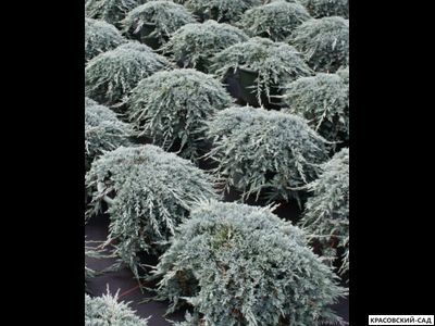 Можжевельник Айс Блю - Icee Blue