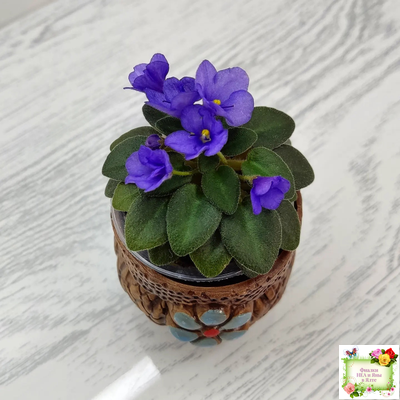 Rob's Twinkle Blue (R.Robinson)