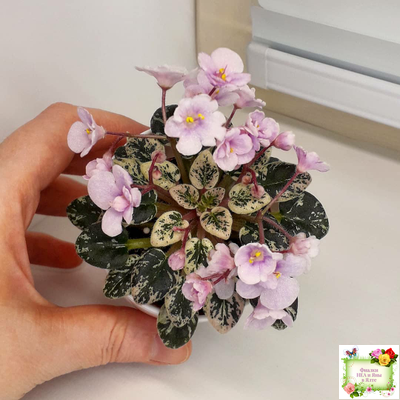 Precious Pixie (S.Sorano)