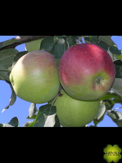 Яблоня &quot;АВГУСТА&quot; Саженец 3 года (полу-карликовый подвой)