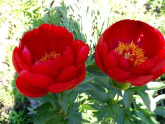 RED RED ROSE Ред Ред Розе