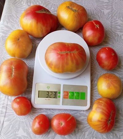 Томат Медовое авеню (Honey avenue)