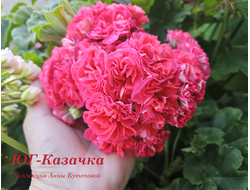 Пеларгония Казачка