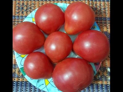 Томат Дендрера (Dendrera, Испания)