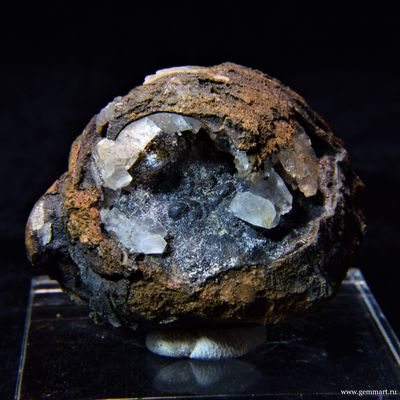 Гипс и псиломелан в полости ракушки. 48*42*38мм