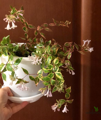 Abelia "Kaleidoscope"/ абелия вариегатная