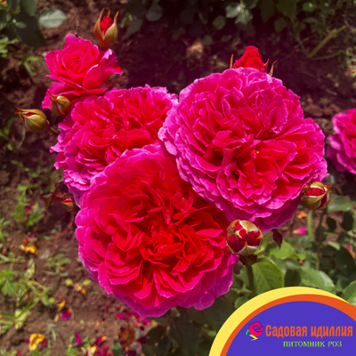 Габриэль ОАК (Gabriel OAK)