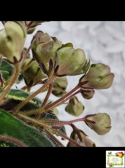 Н-Фавн (Н. Бердникова) 2017 г. (лист посажен 29.01.26)