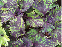 Колеус Koh Phangan