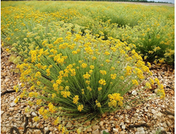 Гидролат Бессмертник (Helichrysum Italicum) цветы, Сербия, 100 мл