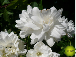 ЧУБУШНИК (ЖАСМИН) "ШНЕЕШТУРМ" (густомахровый и ароматный) саженец 50 см