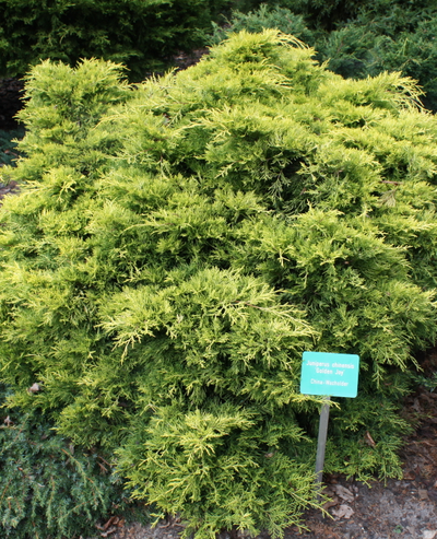 Можжевельник средний Golden Joy