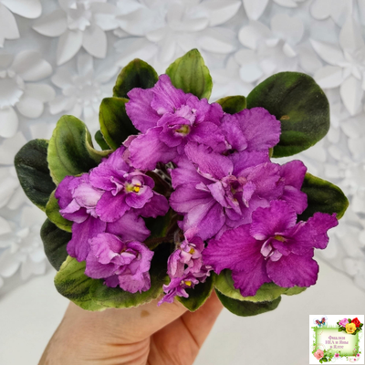 РС-Вещунья (С. Репкина) 2021 г. (клакамас с кроновой пестролистностью)