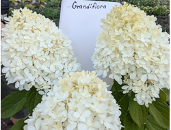Гортензия метельчатая Грандифлора