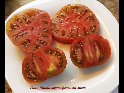 Томат Дикий картофельный лист (Dwarf Wild Spudleaf)