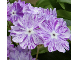 Primula sieboldii