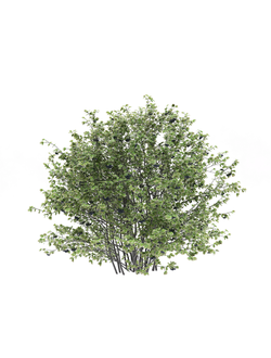 плодовые Арония черноплодная Aronia 1