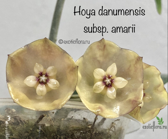 Hoya danumensis subsp. amarii