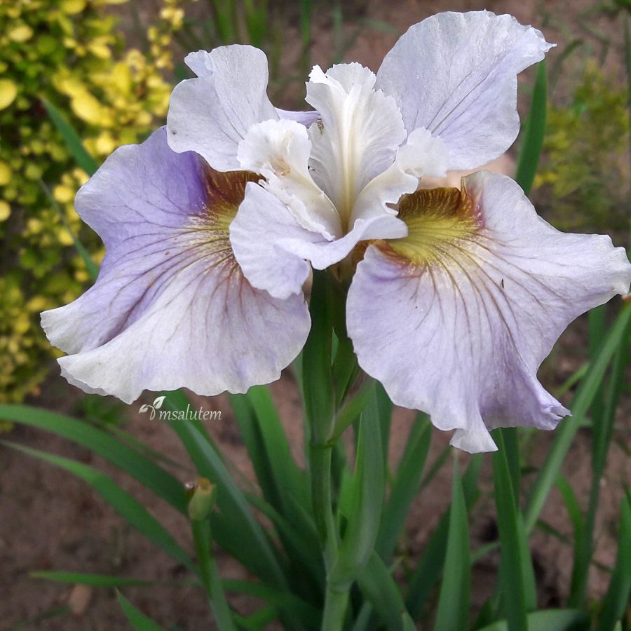 Iris sibirica Dawn Waltz  Ирис Дон Уолтц