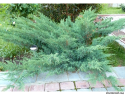 Можжевельник Казацкий Голубой - Juniperus Sabina