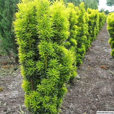 Тисс ягодный Давид - David