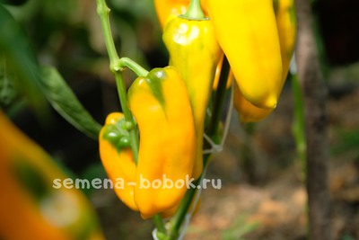 Перец сладкий Nocera Giallo (Носера Джиалло), 10 шт