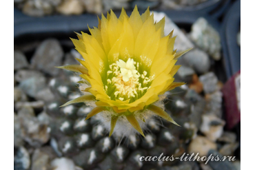 Thelocephala odieri ssp.kraussi CH 1509