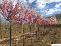 Вишня Канзан - Kanzan