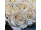 Белые розы, 25 шт.