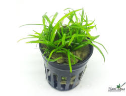 Эхинодорус квадрикостатус (пластиковый горшок)