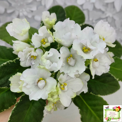 ЛЕ-Стрекоза (Е. Лебецкая) 2020 г. (пестролистный лонг)