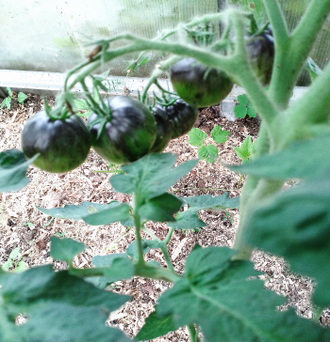 Семена томата Лава Гондваны Гном/ *нов 2025