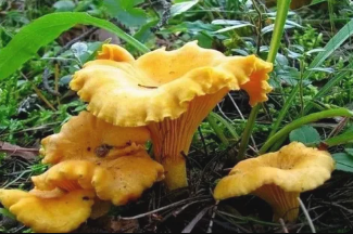 Грибы Лисички, Лечебный гриб Лисичка купить в грибной аптеке