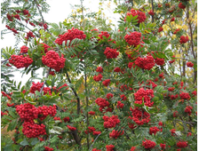 Рябина  Мичуринская десертная  3-х летка