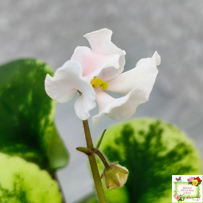 LV-15 сеянец (Л. Шевелёва) (стартер)