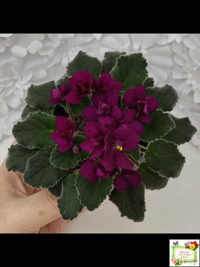 Jolly Fire (H.Pittman) (9715) 01/15/2007