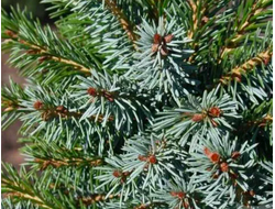 Ель сербская (Picea omorika) 2метра С10
