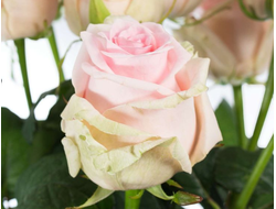 Свит доломити (Sweet Dolomit )