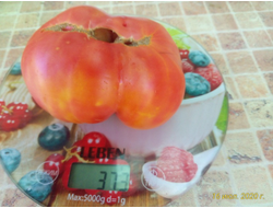 Томат Медово-розовый